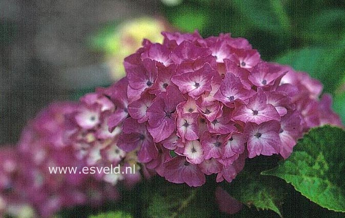 Hydrangea macrophylla 'Rex'