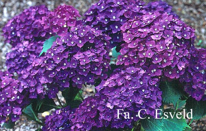 Hydrangea macrophylla 'Rheinland'