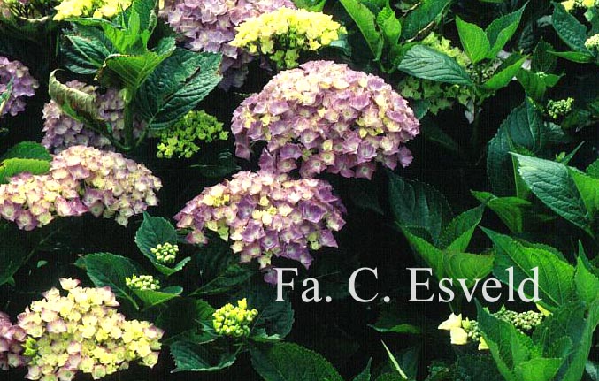 Hydrangea macrophylla 'Rigi'