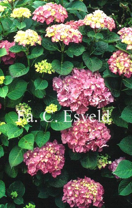 Hydrangea macrophylla 'Rosabella'