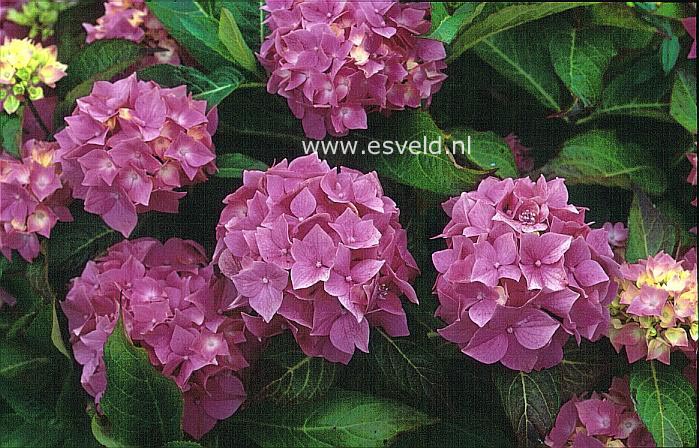 Hydrangea macrophylla 'Rosdohan Pink'