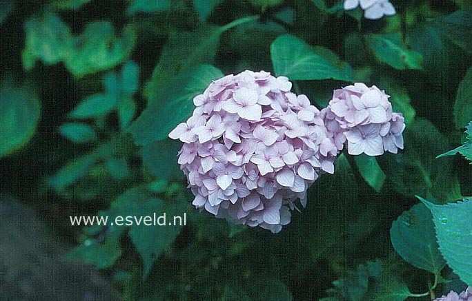 Hydrangea macrophylla 'Rosea'
