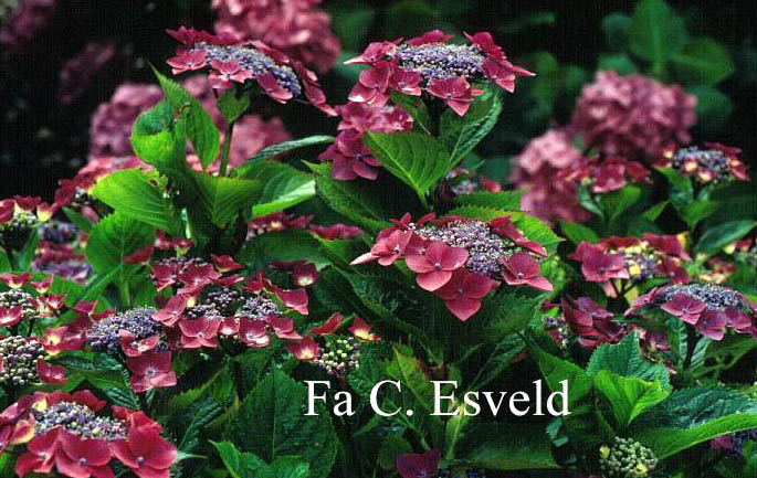 Hydrangea macrophylla 'Rotdrossel'