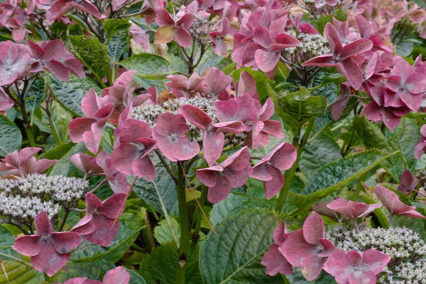 Hydrangea macrophylla 'Rotkehlchen'