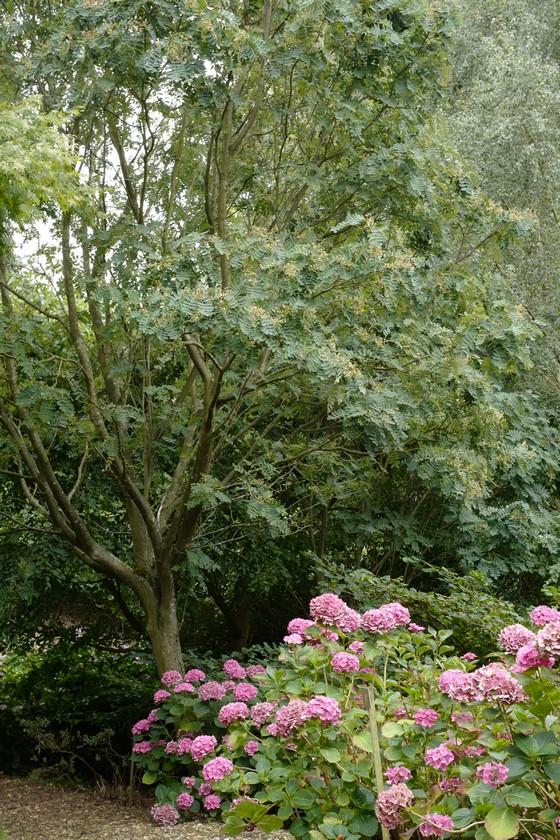 Hydrangea macrophylla 'Sainte Claire'