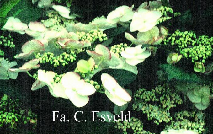 Hydrangea macrophylla 'Sandra'