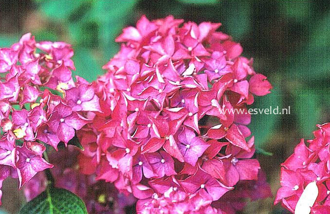 Hydrangea macrophylla 'Satinette'