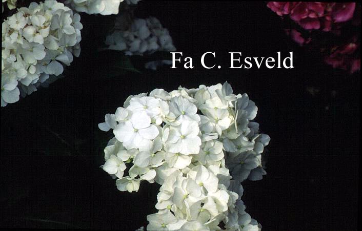 Hydrangea macrophylla 'Schwan'