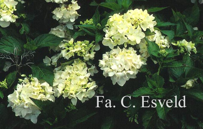 Hydrangea macrophylla 'Schwester Alba'
