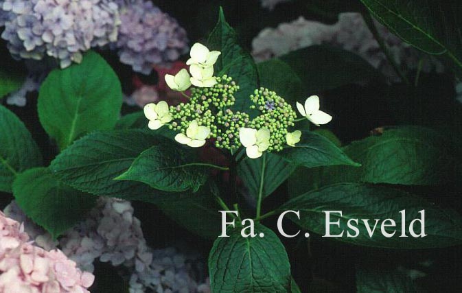 Hydrangea macrophylla 'Sea Foam'