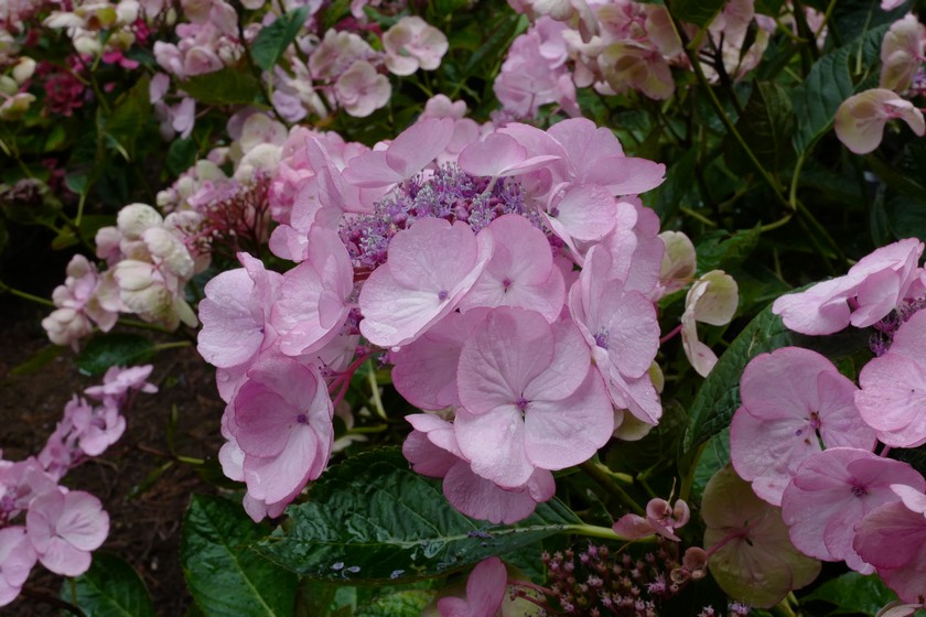 Hydrangea macrophylla 'Sheila'