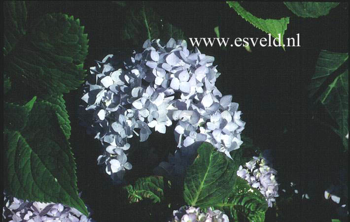Hydrangea macrophylla 'Shin-ozaki'