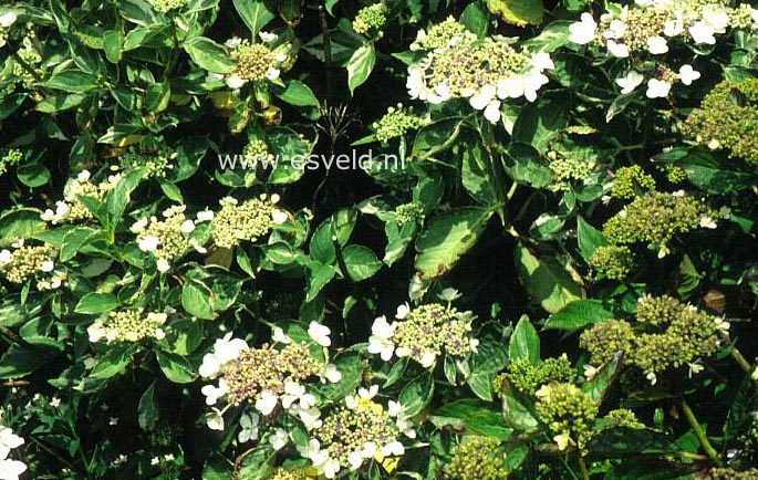 Hydrangea macrophylla 'Silver Var. Mariesii'