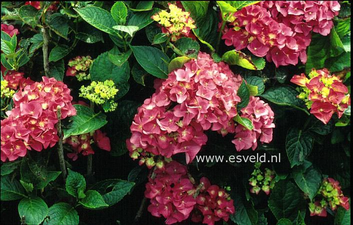 Hydrangea macrophylla 'Sonja Steiniger'