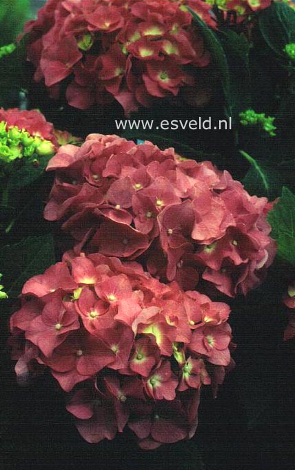 Hydrangea macrophylla 'Sonja'