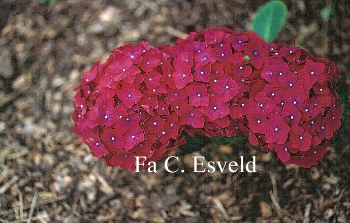 Hydrangea macrophylla 'Souvenir du President Doumer'