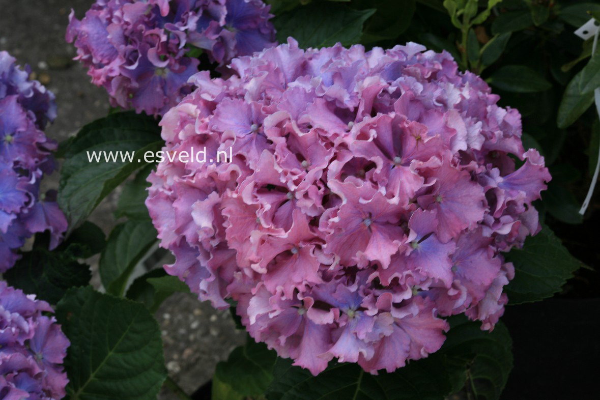 Hydrangea macrophylla 'Spike' (BEAUTENSIA)