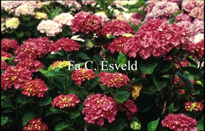 Hydrangea macrophylla 'Splendeur'