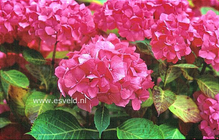 Hydrangea macrophylla 'Stephurea'