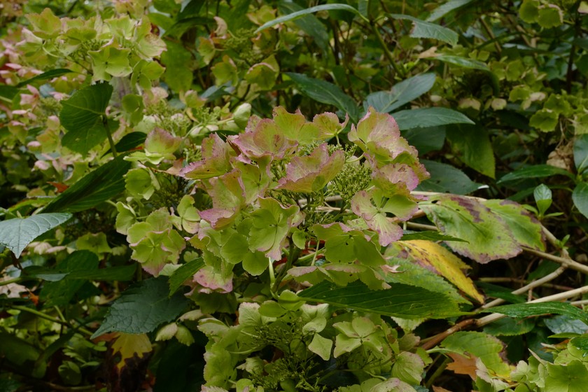 Hydrangea macrophylla 'Stourton Lace'