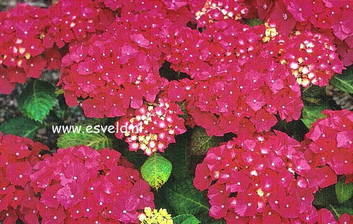 Hydrangea macrophylla 'Stratford'