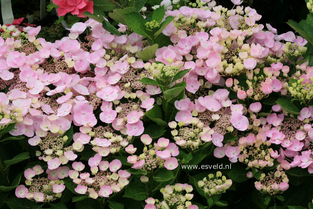 Hydrangea macrophylla 'Sturdy Nanping'