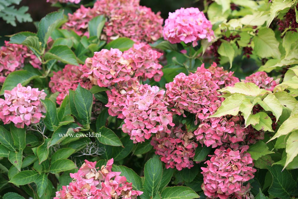 Hydrangea macrophylla 'Superbowl'