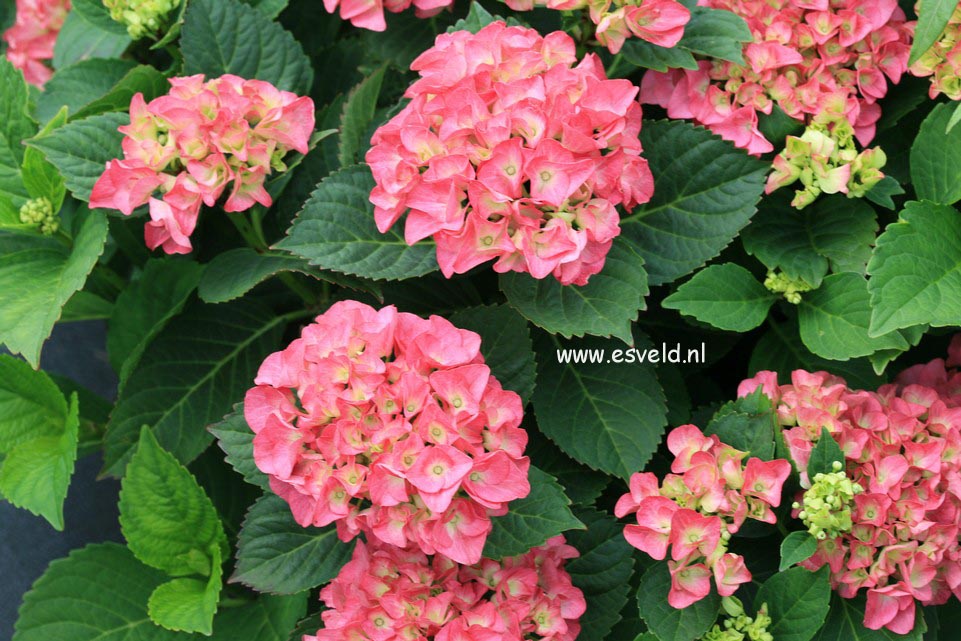 Hydrangea macrophylla 'Sweet Dreams'