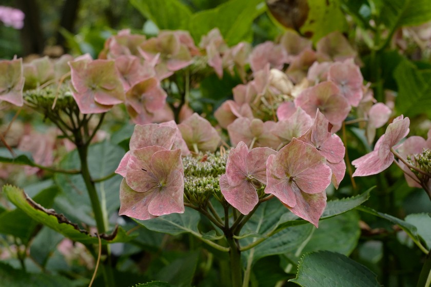 Hydrangea macrophylla 'Taube'