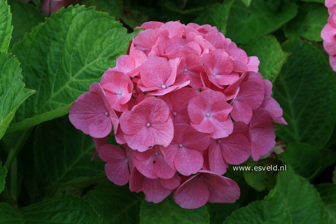 Hydrangea macrophylla 'Tegerfelden'