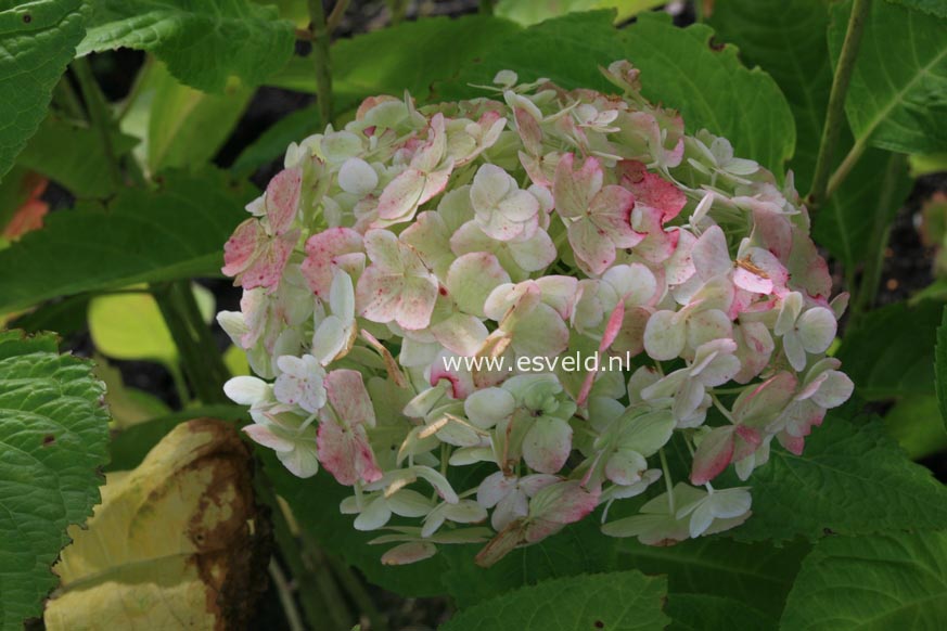 Hydrangea macrophylla 'The Bride' (ENDLESS SUMMER)