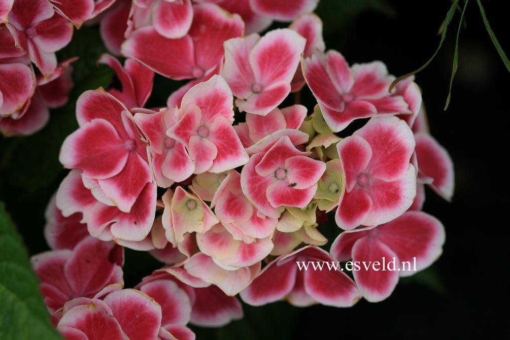 Hydrangea macrophylla 'Tivoli'
