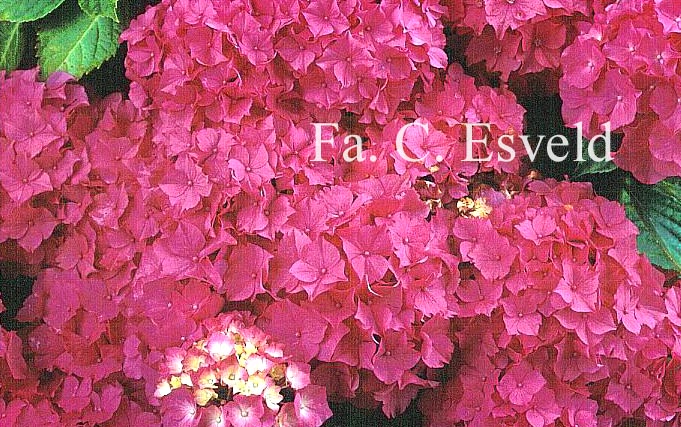 Hydrangea macrophylla 'Triumphant'