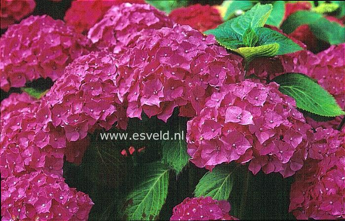Hydrangea macrophylla 'Trophee'