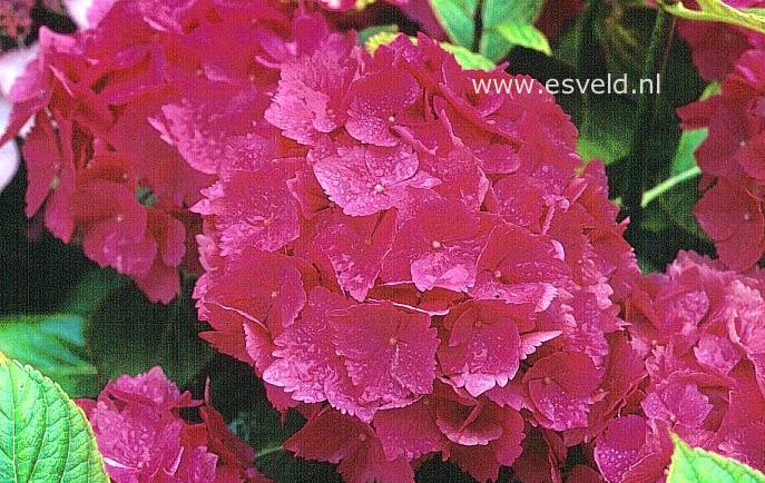 Hydrangea macrophylla 'Universal'
