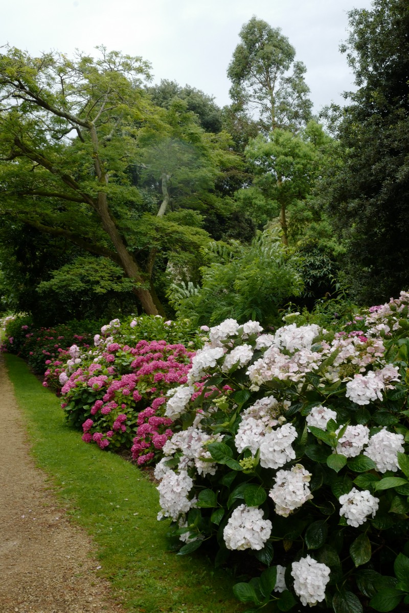 Hydrangea macrophylla 'Veitchii'
