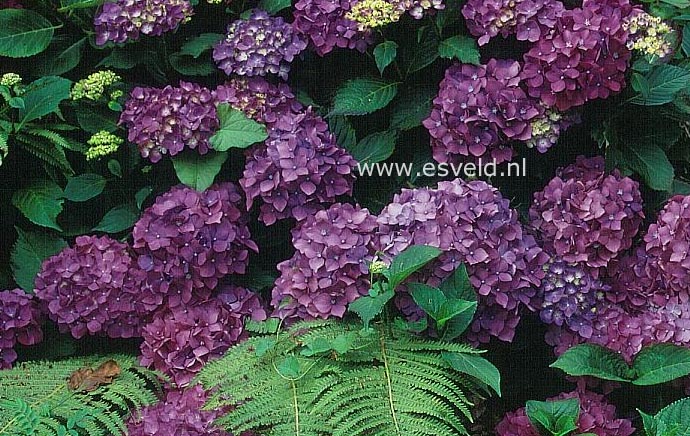 Hydrangea macrophylla 'Violetta'