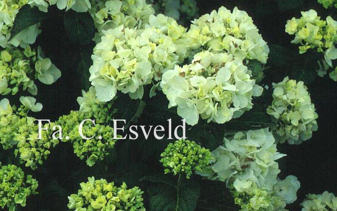 Hydrangea macrophylla 'Weisse Koenigin'