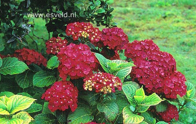 Hydrangea macrophylla 'Westfalen'