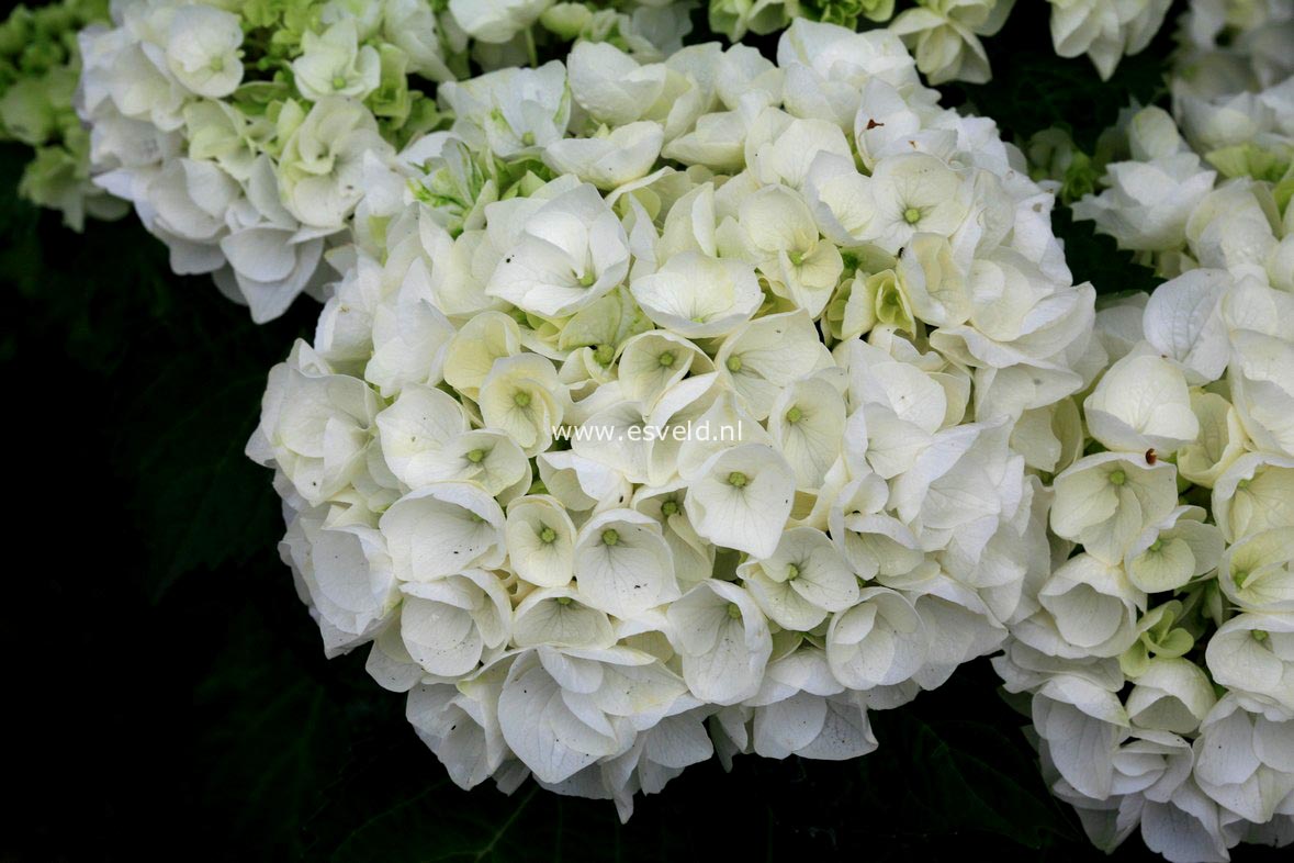 Hydrangea macrophylla 'Wudu'