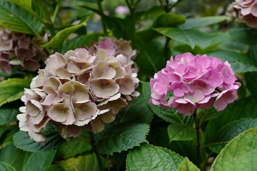 Hydrangea macrophylla 'Xian' (MAGICAL OPAL)