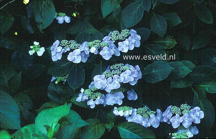 Hydrangea macrophylla 'Yodogawa'