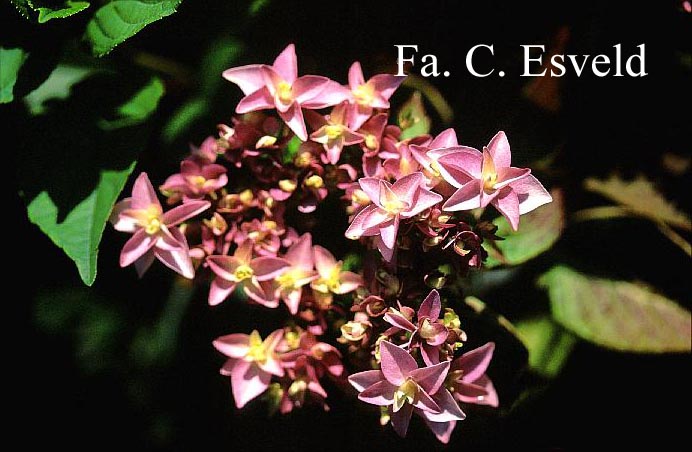 Hydrangea macrophylla 'Youmenine' (ROMANCE)