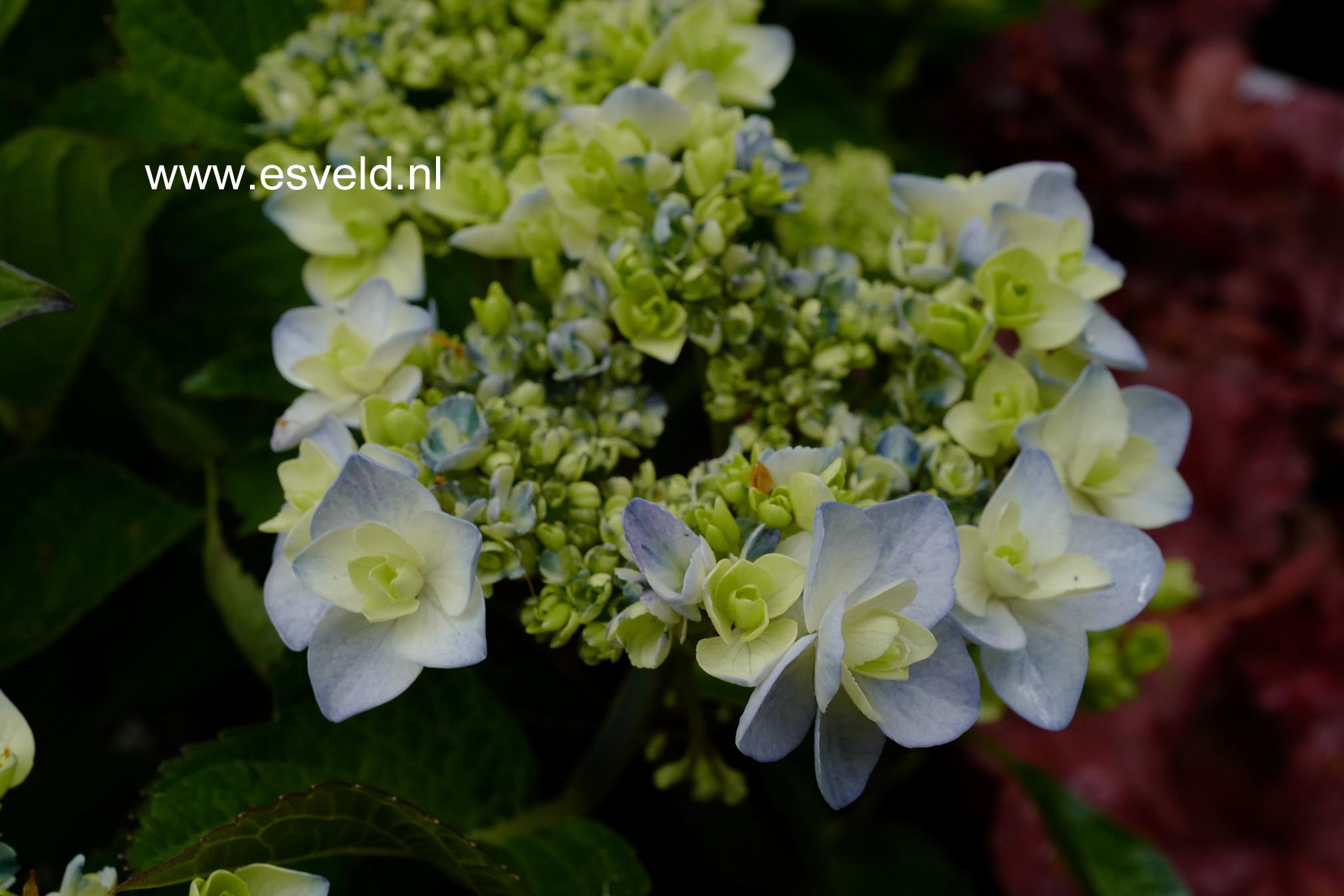 Hydrangea macrophylla 'Youmeone' (FOREVER)