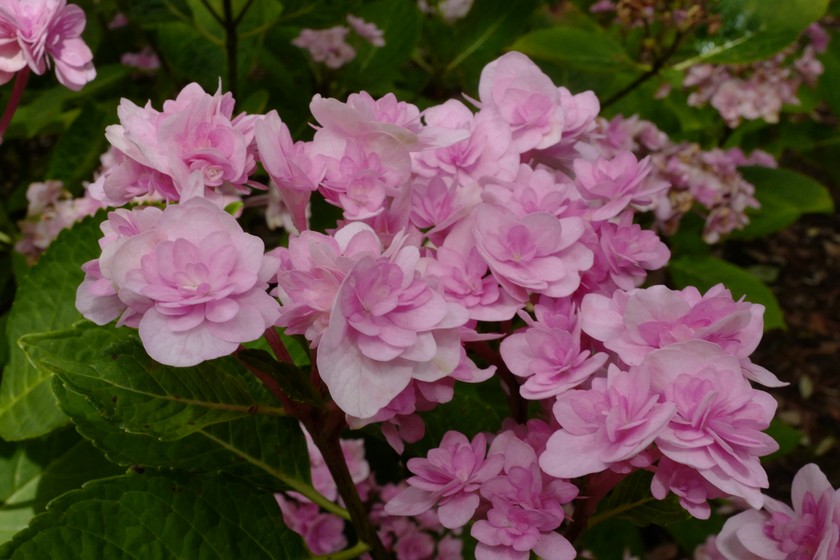 Hydrangea macrophylla 'Youmetwo' (ETERNITY)