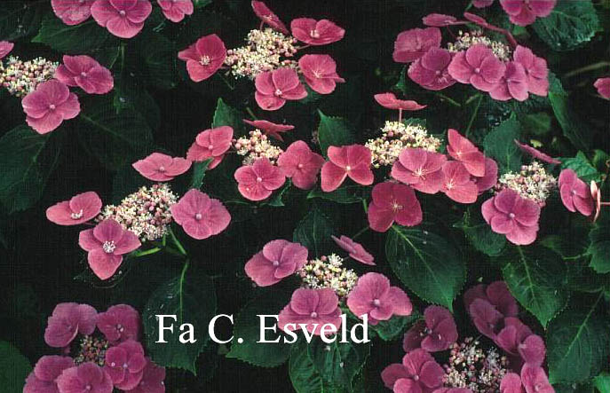 Hydrangea macrophylla 'Zaunkoenig'