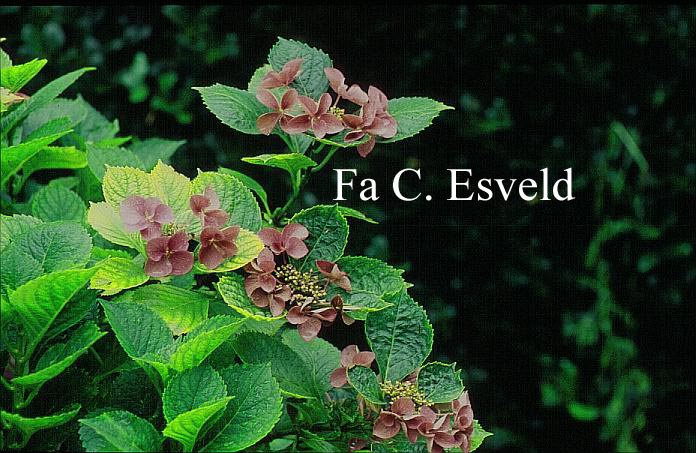 Hydrangea macrophylla 'Zeisig'