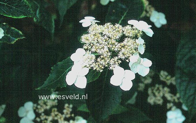 Hydrangea macrophylla subsp. stylosa