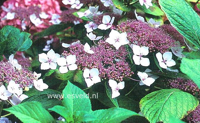 Hydrangea macrophylla var. normalis