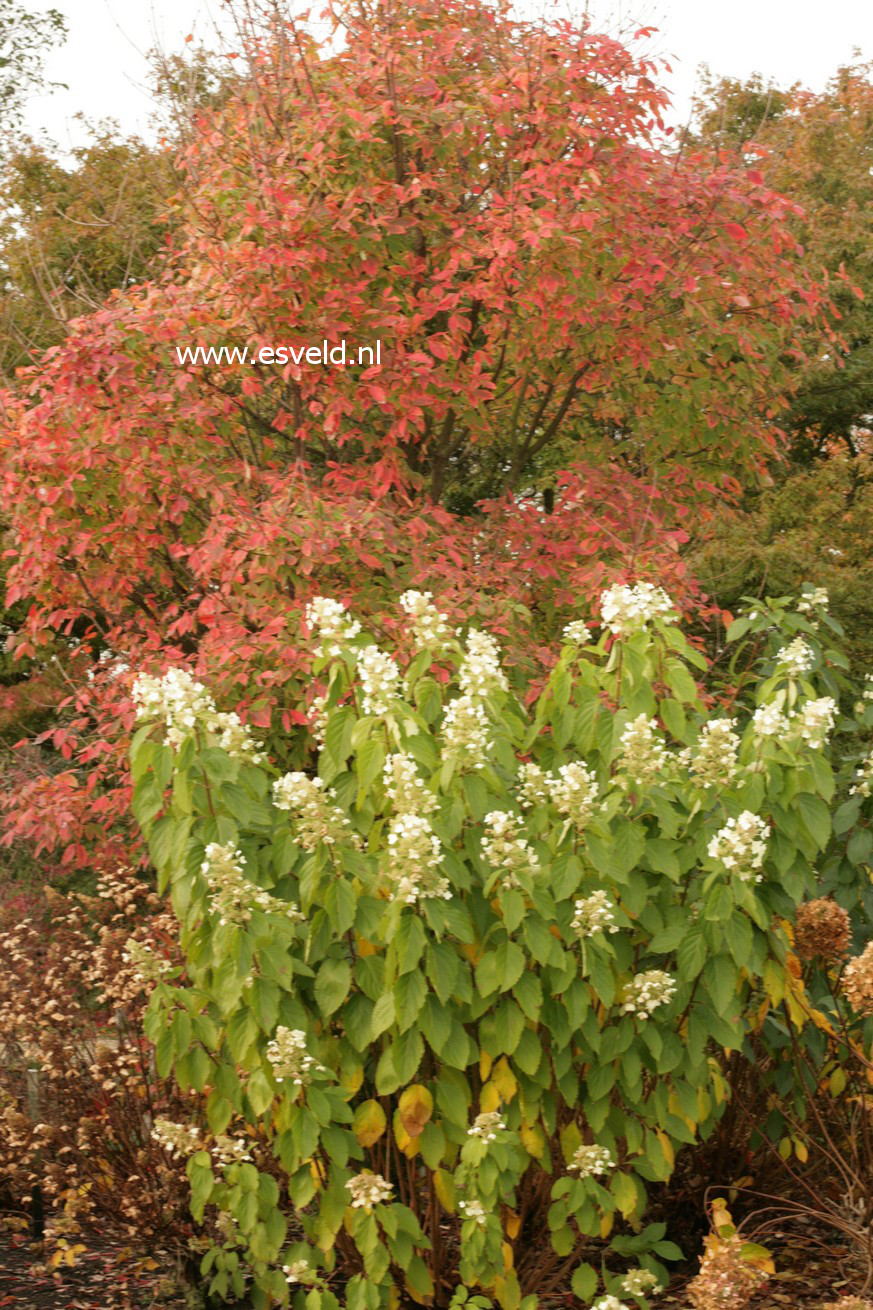 Hydrangea paniculata 'Azo Vulcan'